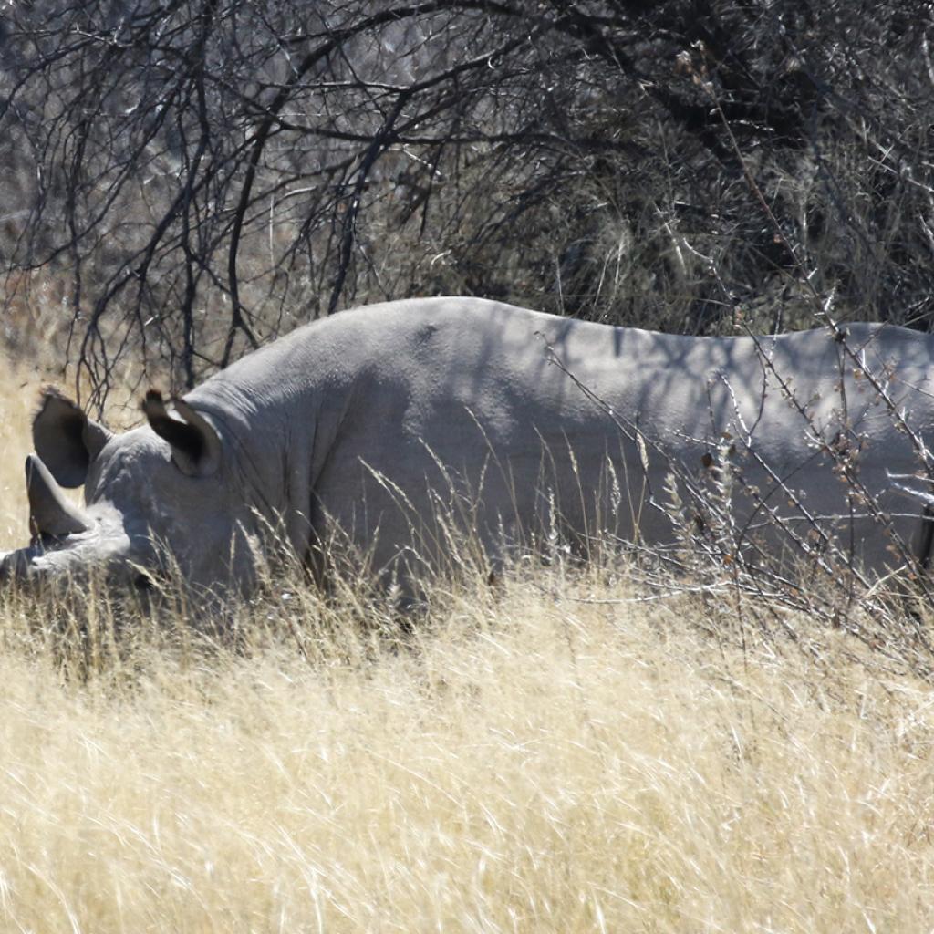 botswana safari rhino africa safariadv exploringafrica romina facchi