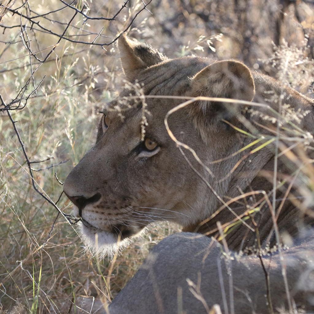 ckgr kalahari exploringafrica safariadv botswana romina facchi lion travel safari