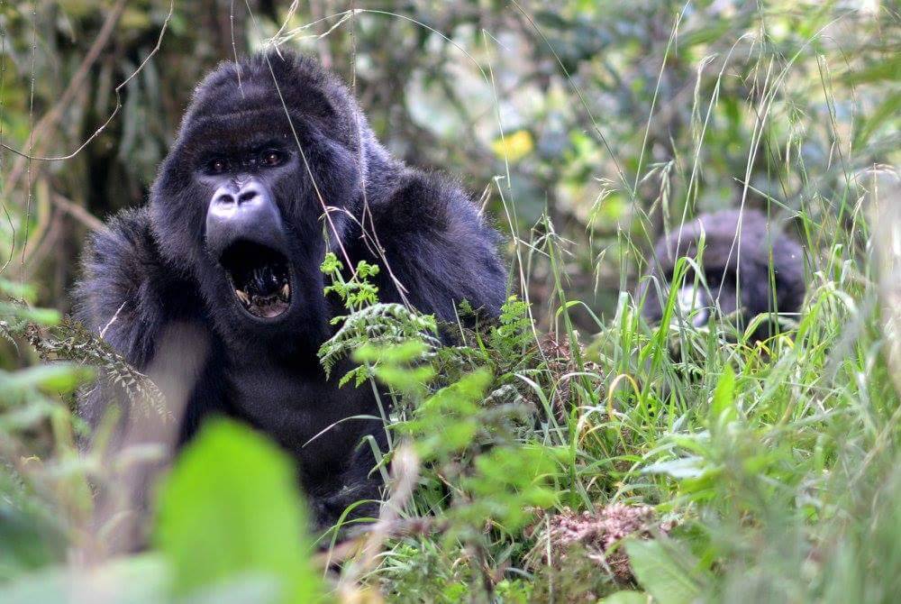 rwanda exploringafrica safariadv travel trekking gorilla