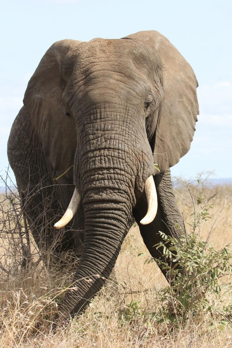 elephant kruger safari