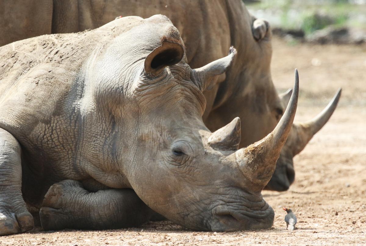 rhino exploringafrica safariadv swaziland 