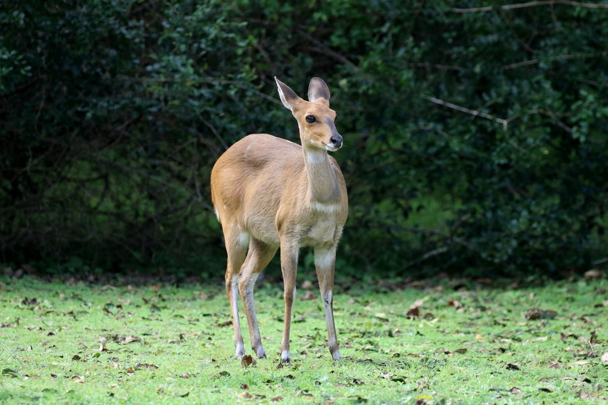 isimangaliso Wetland south africa romina facchi wildlife