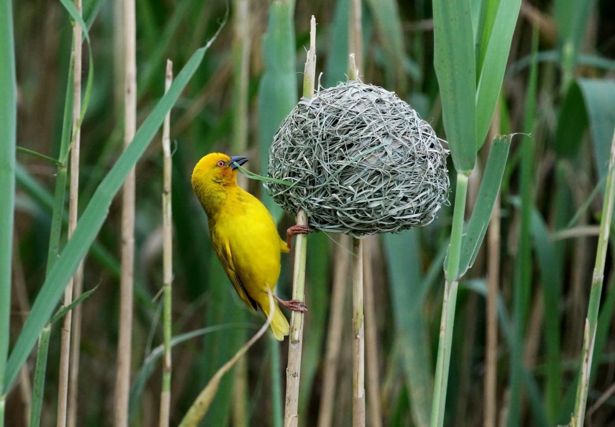 iSimangaliso tessitore exploringafrica safariadv nest