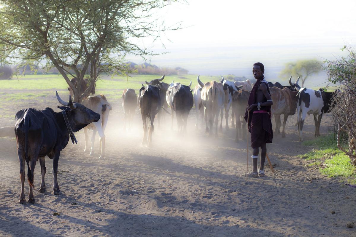 maasai