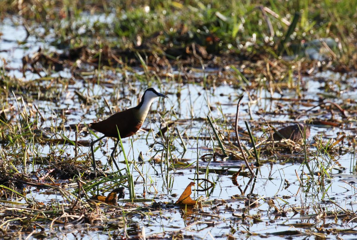 african jacana exploringafrica safariadv moremi botswana romina facchi safari