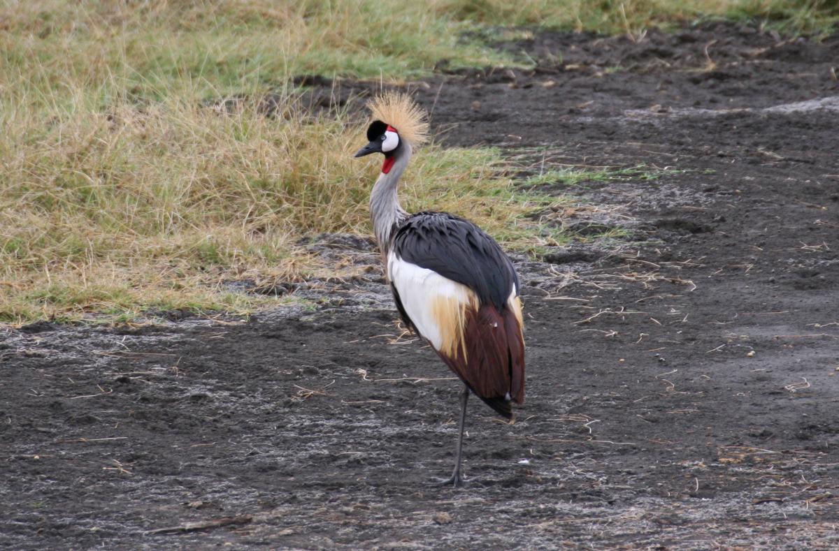 arusha NP tanzania romina facchi exploringafrica safariadv  safari travel