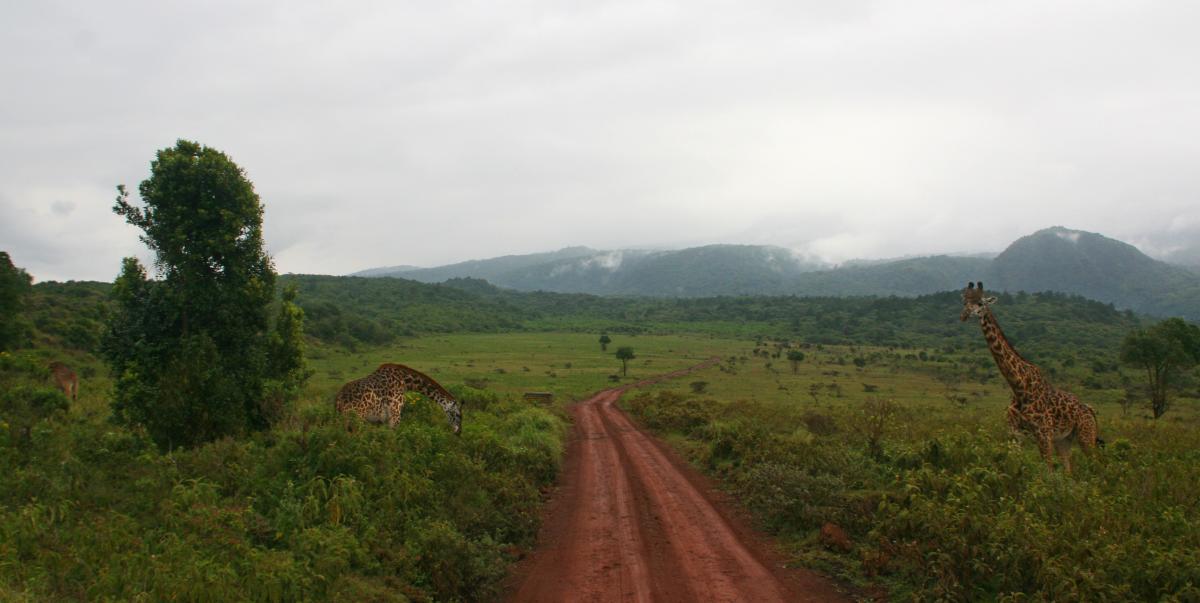 arusha NP tanzania romina facchi exploringafrica safariadv  safari travel