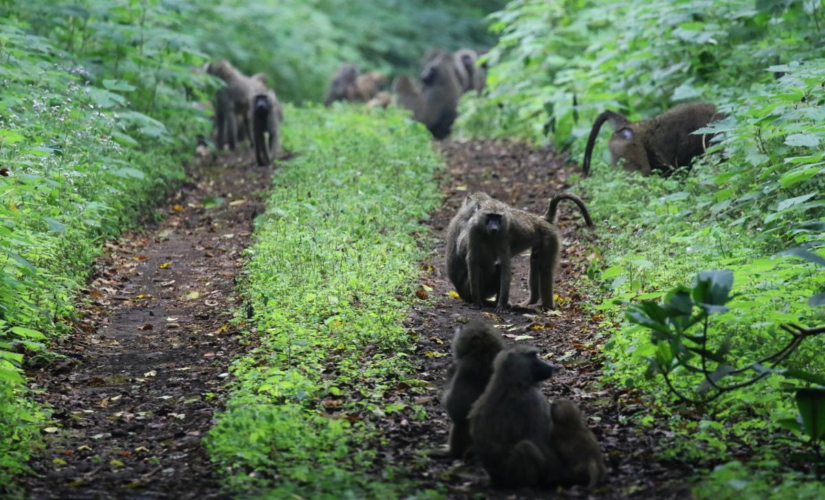 arusha NP tanzania romina facchi exploringafrica safariadv  safari travel