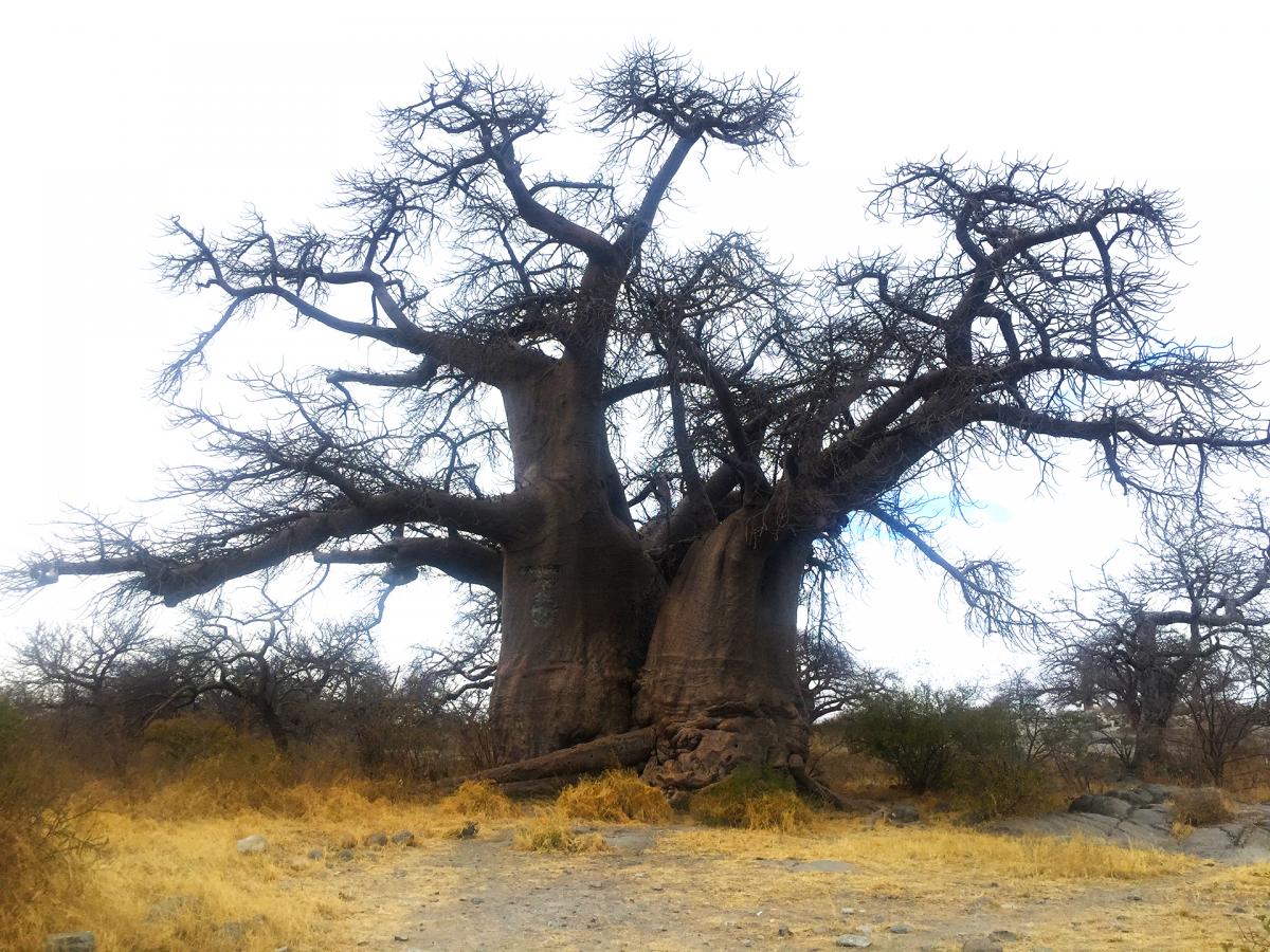 baobab kubu island exploringafrica safariadv romina facchi botswana