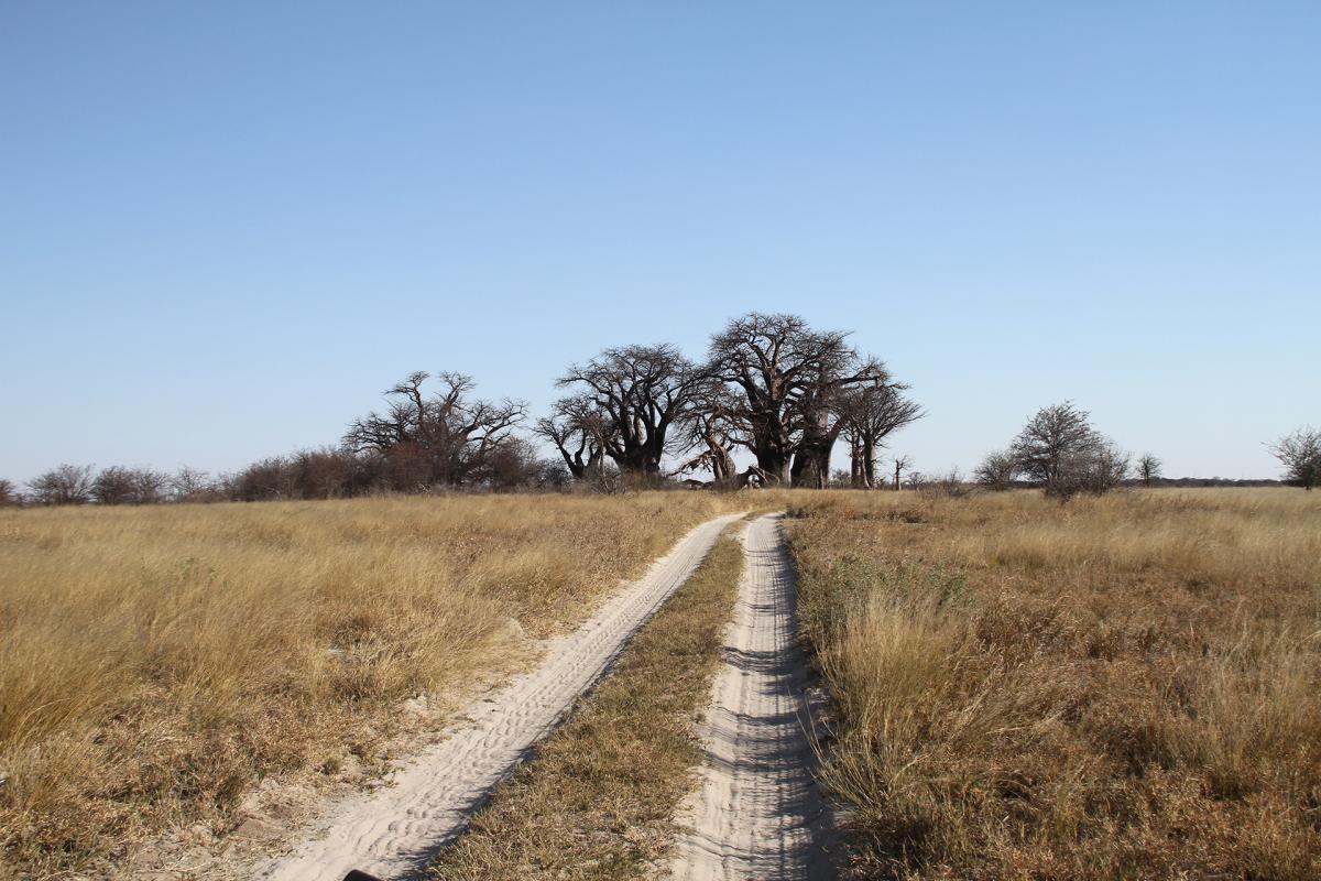 botswana baobab baines romina facchi exploringafrica safariadv safari travel