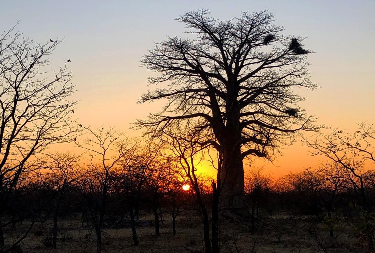 baobab botswana 
