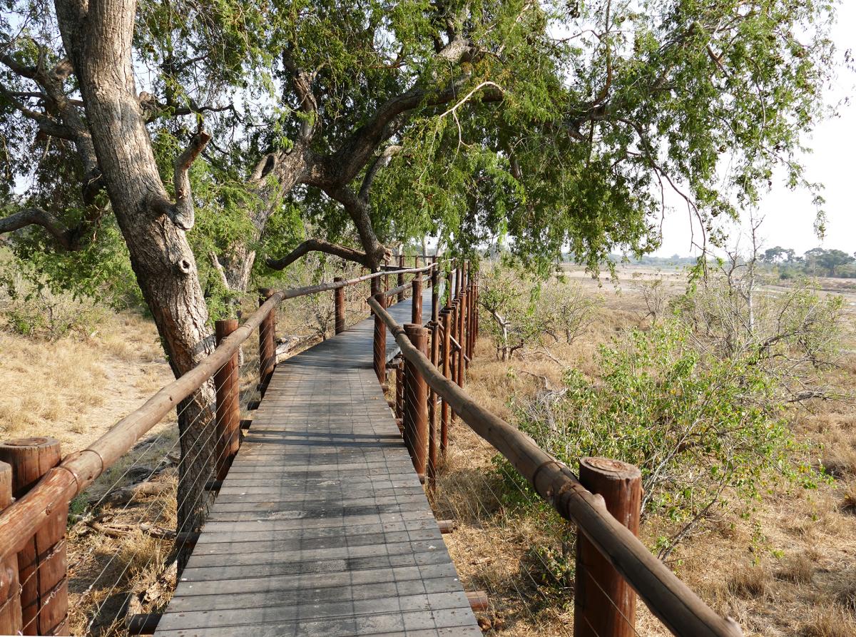 Safari at the Mapungubwe National Park | Exploring Africa