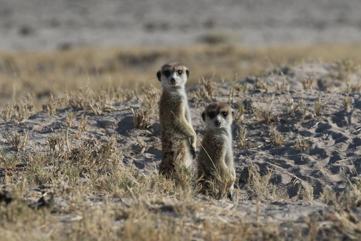 botswana pan exploringafrica safariadv