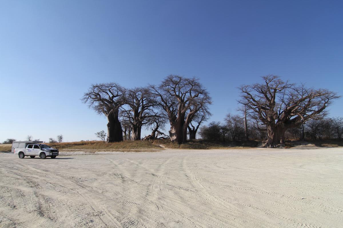 botswana nxai pan baobab exploringafrica safariadv romina facchi toyota