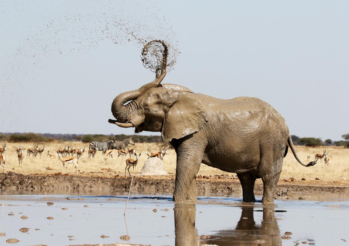 nxai pan exploringafrica safariadv botswana elephant water hole