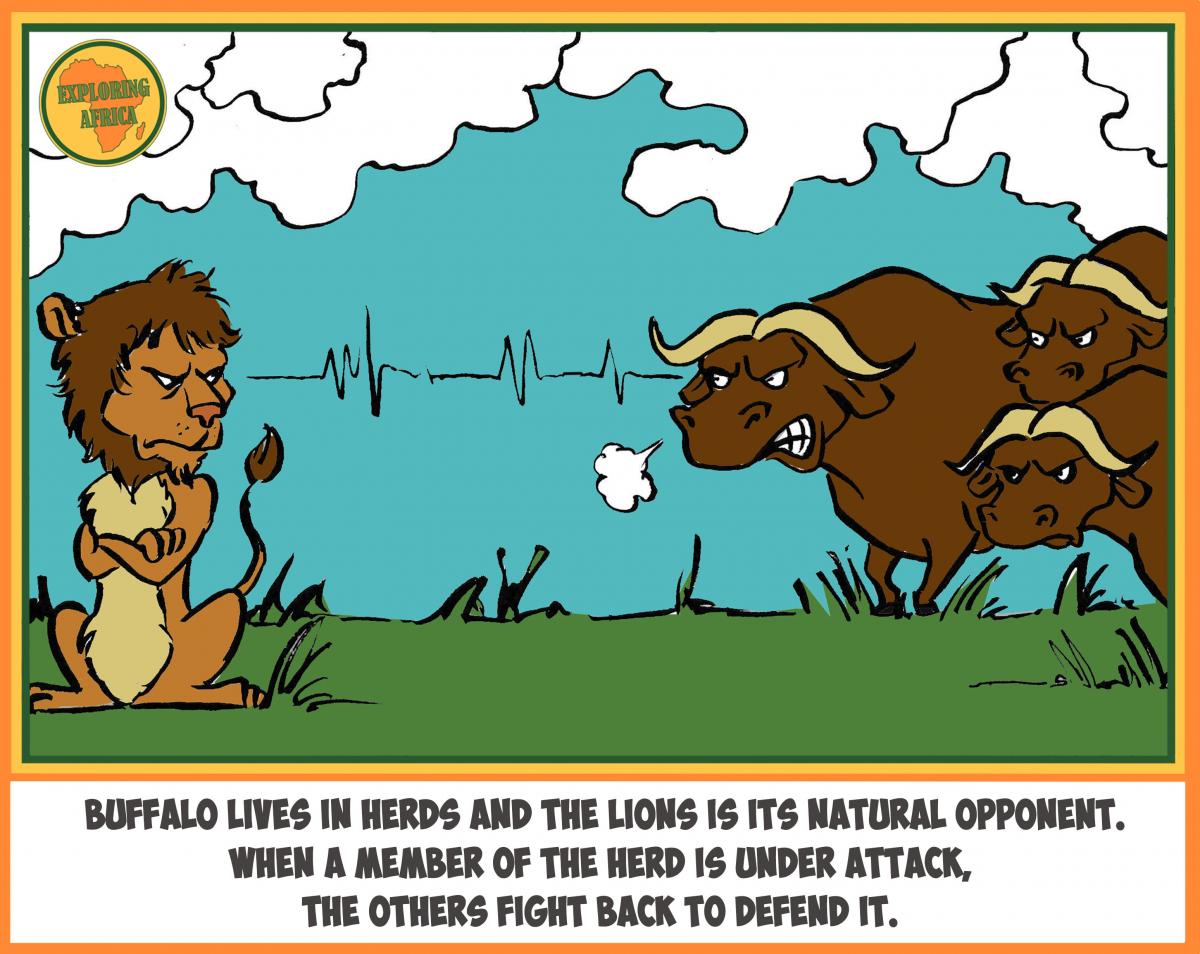 Herske forvridning bekæmpe Did you know that buffalo and lion are bitter enemies? | Exploring Africa