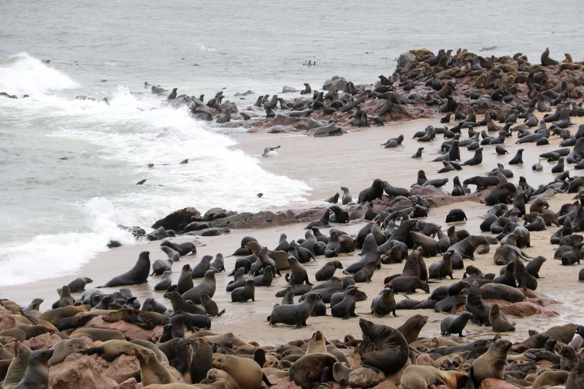 exploringafrica safariadv namibia cape cross skeleton coast