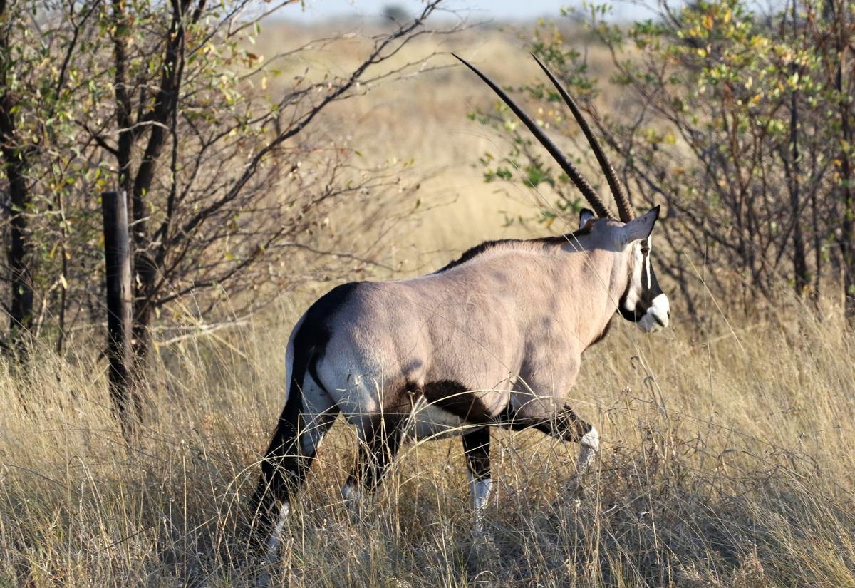 ckgr central kalahari exploringafrica safariadv romina facchi botswana gemsbok