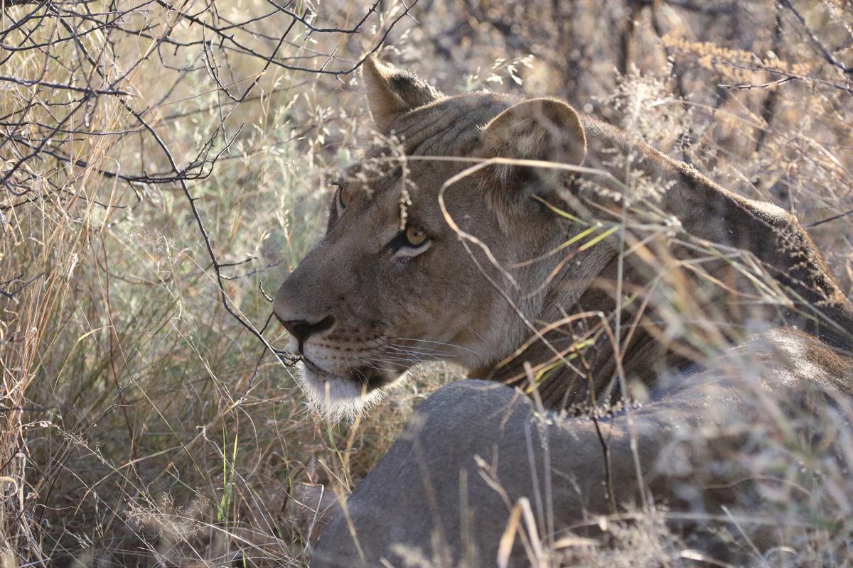 central kalahari ckgr lion botswana exploringafrica safariadv romina facchi desert