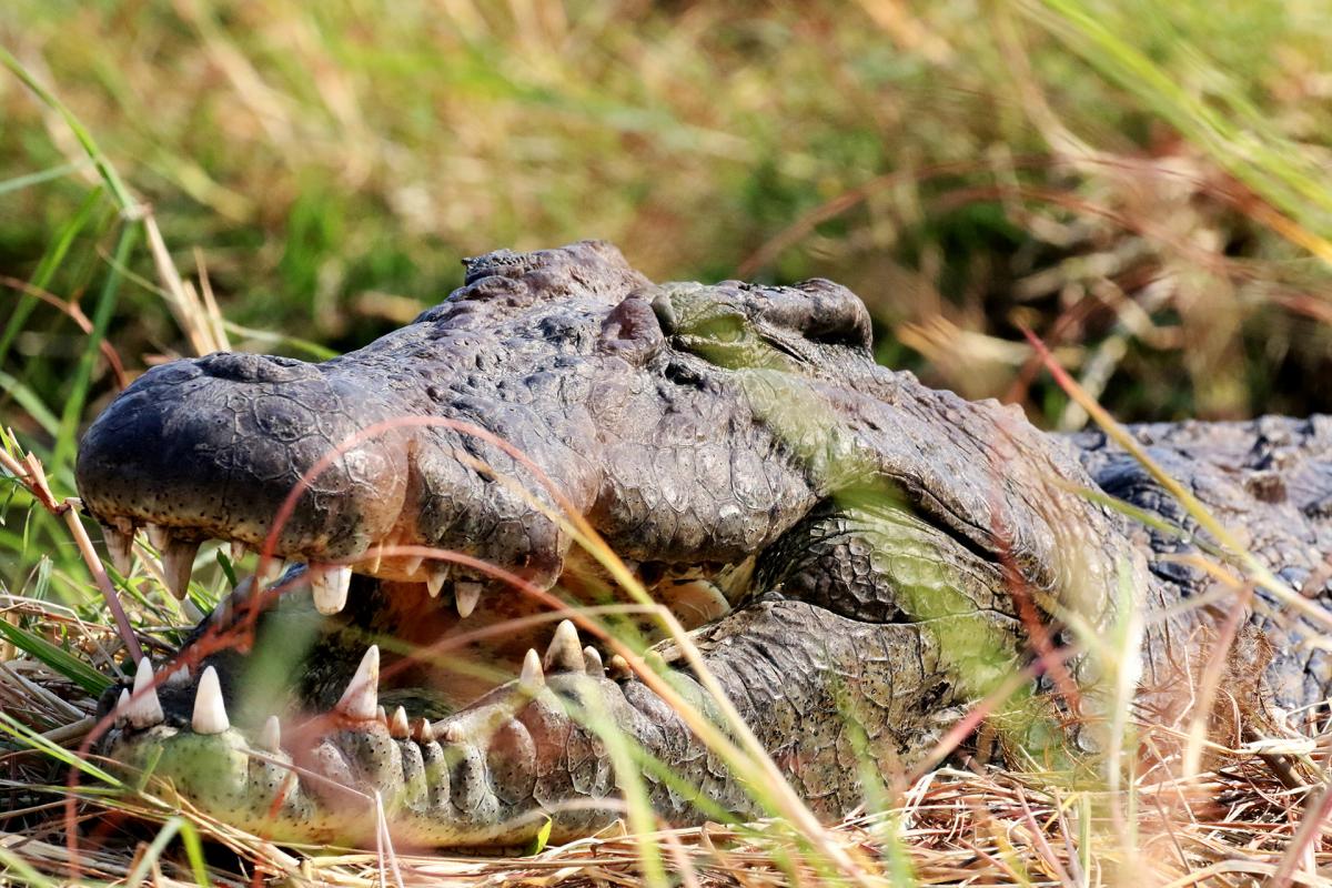 botswana chobe crocodile