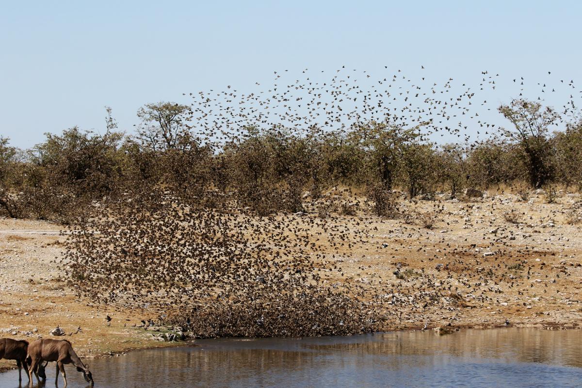 exloringafrica safariadv rominafacchi travel etosha namibia