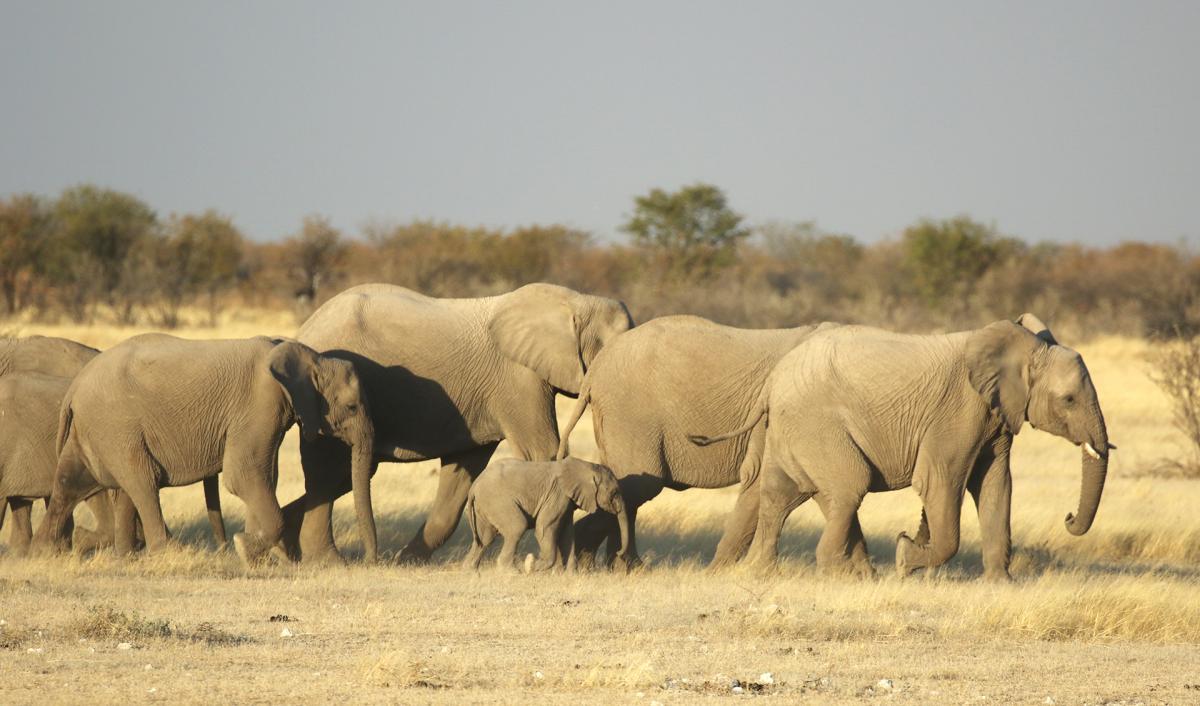 exloringafrica safariadv rominafacchi travel etosha namibia