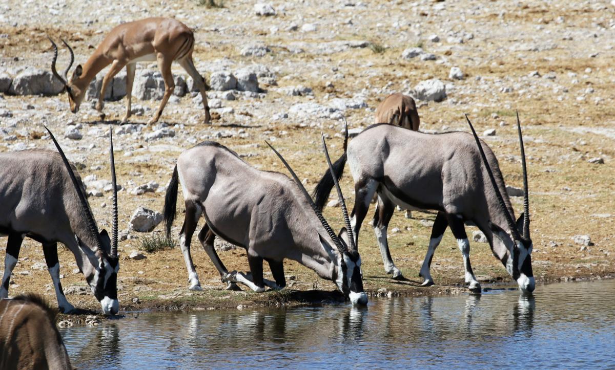 exloringafrica safariadv rominafacchi travel etosha namibia