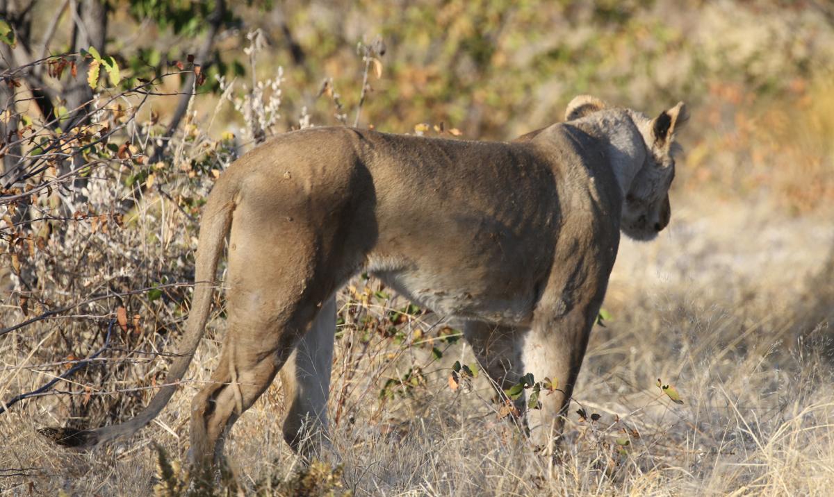 exloringafrica safariadv rominafacchi travel etosha namibia