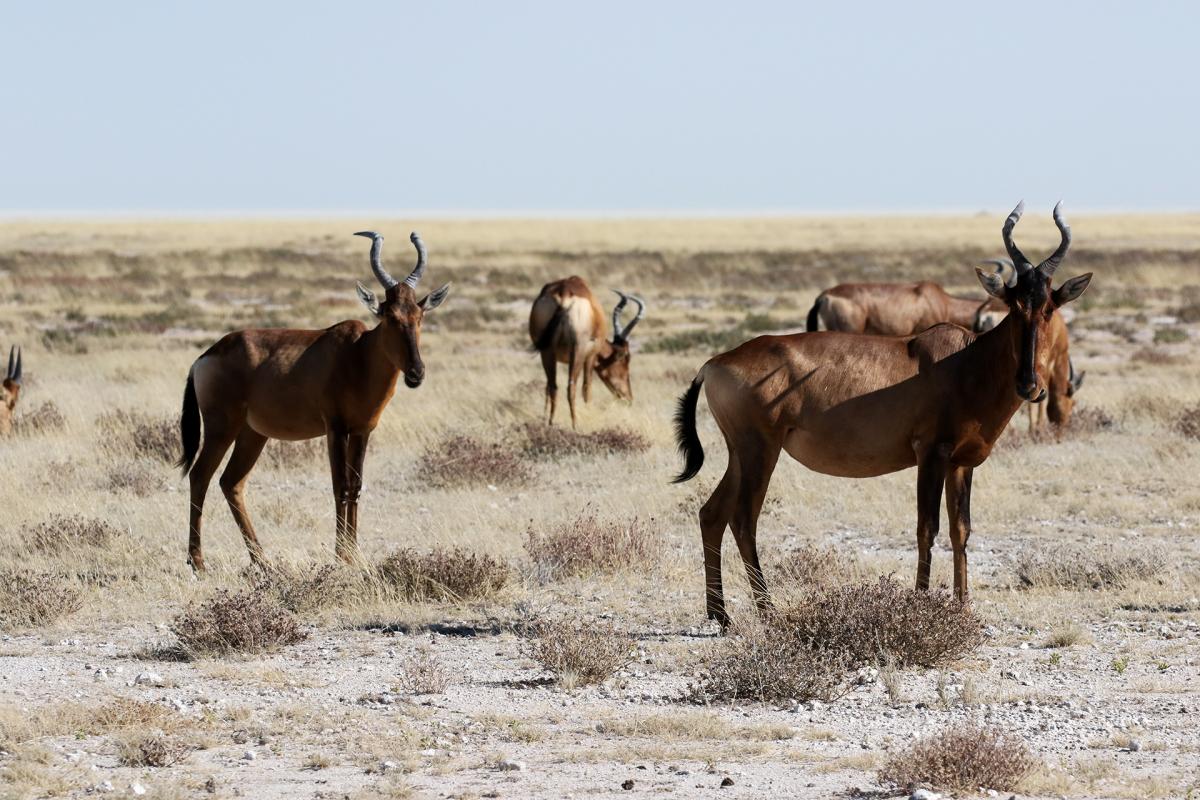 exloringafrica safariadv rominafacchi travel etosha namibia