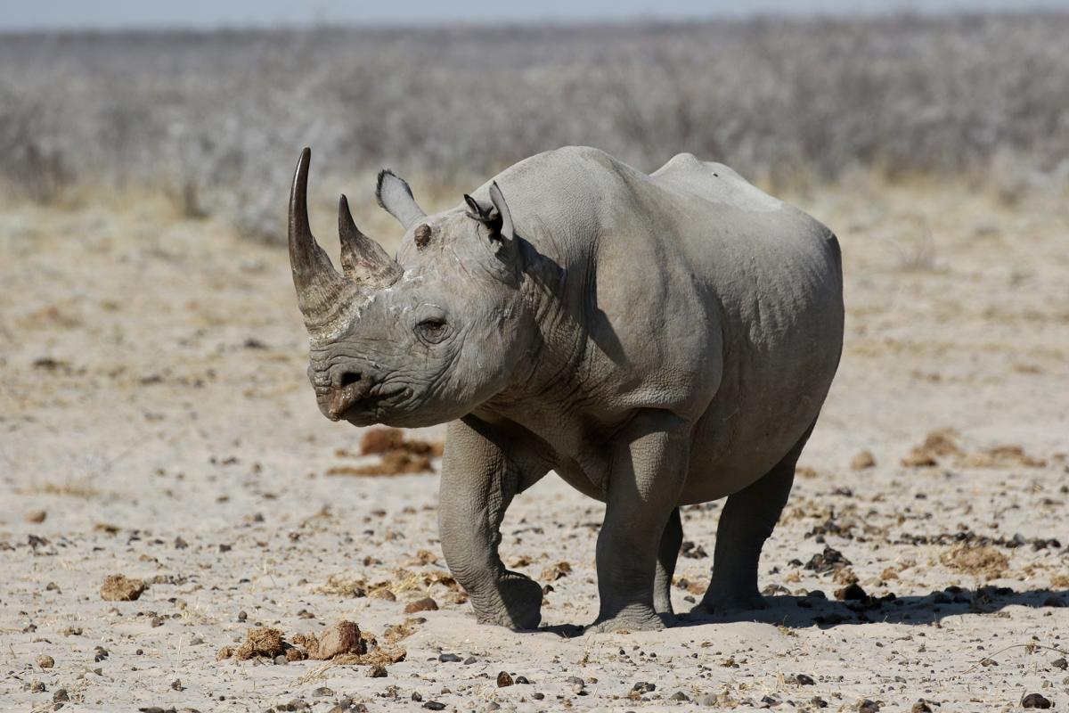 namibia etosha safariadv exploringafrica romina facchi