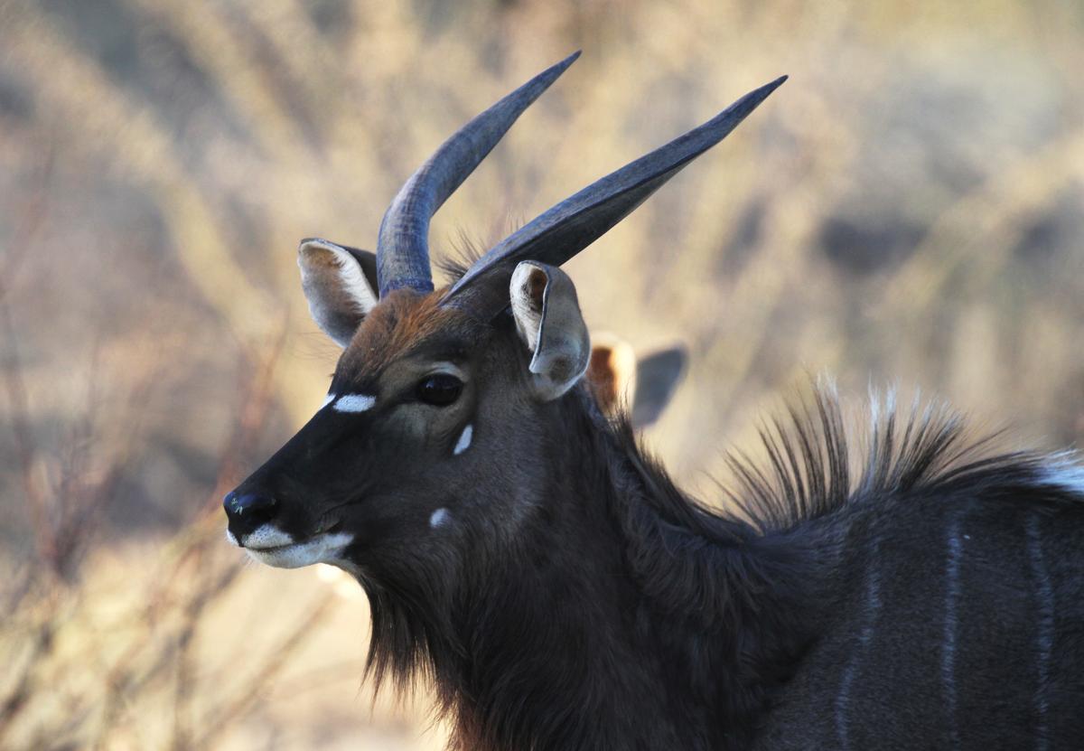 exploringafrica safariadv romina facchi namibia travel