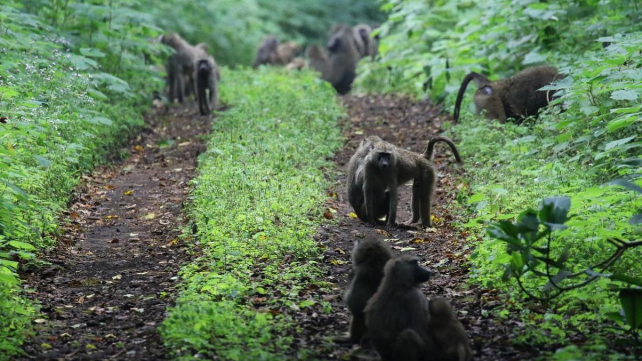 arusha NP tanzania romina facchi exploringafrica safariadv  safari travel