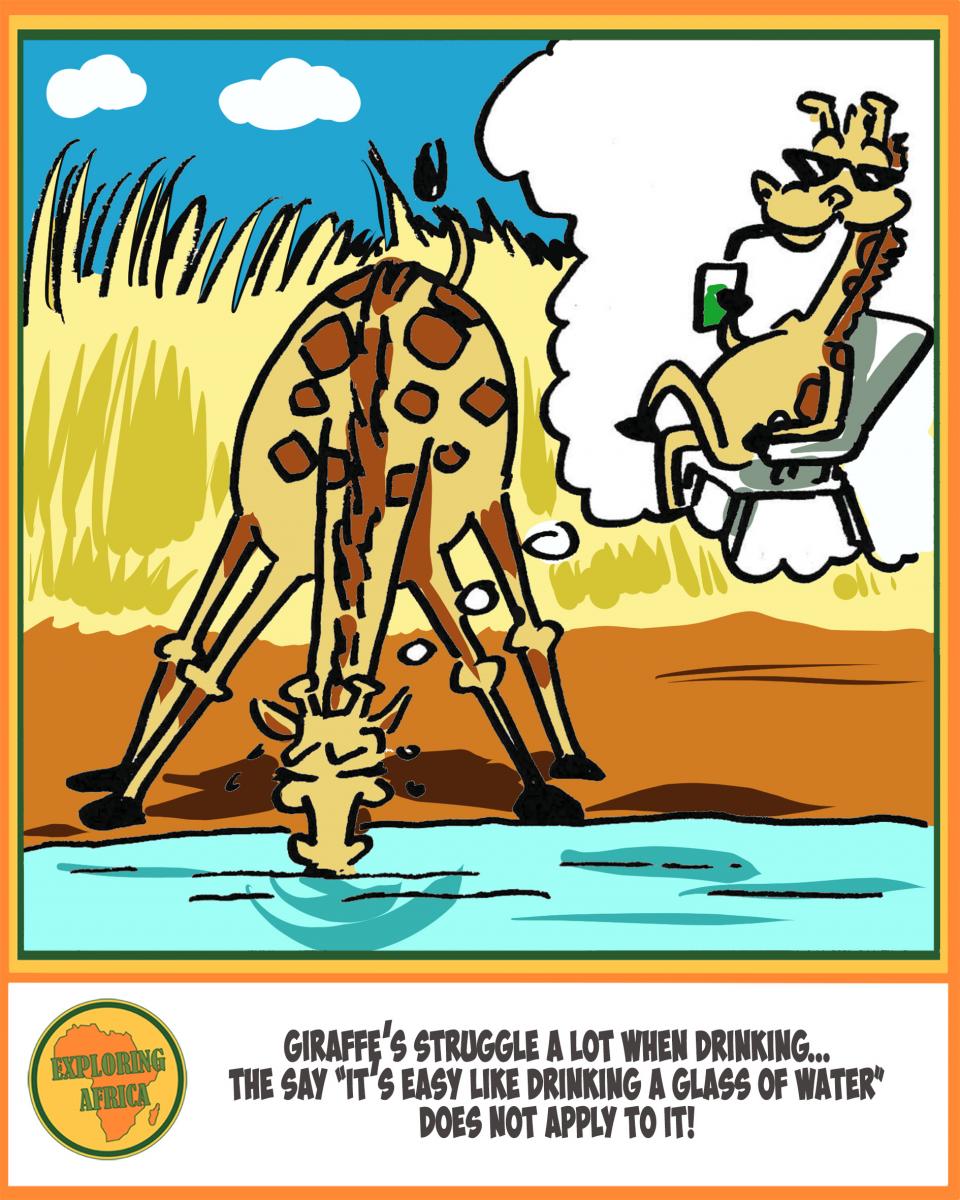 Did you know that drinking is dangerous for a giraffe? | Exploring Africa Did you know that drinking is dangerous for a giraffe? | Exploring Africa