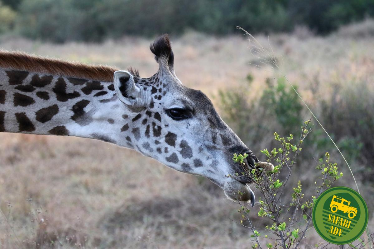 giraffe kenya tanzania masai mara