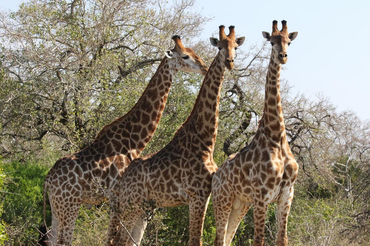 south africa sudafrica exploringafrica safariadv Hluhluwe-iMfolozi safari travel