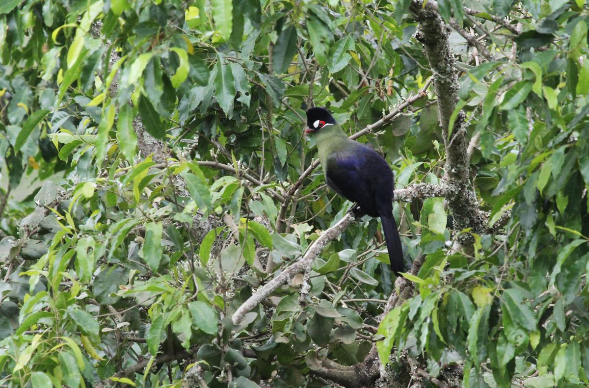 arusha NP tanzania romina facchi exploringafrica safariadv safari travel