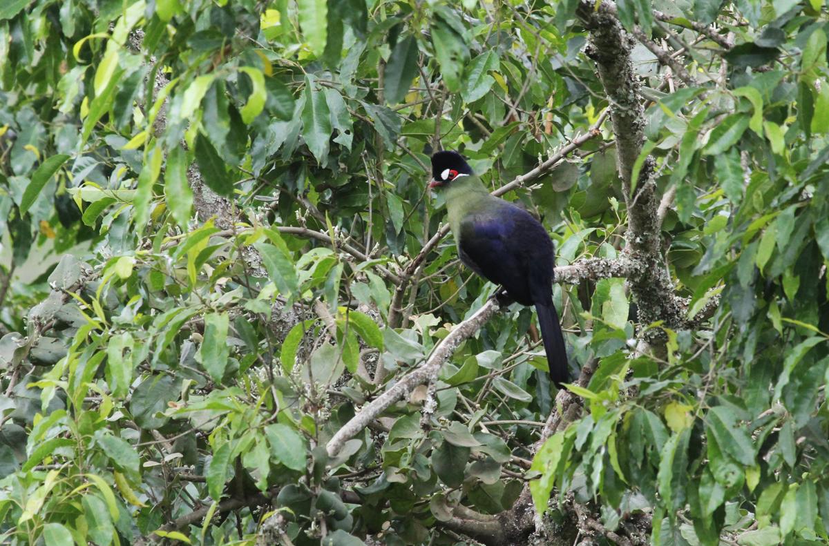 hartlaub turaco_arusha NP_tanzania romina facchi exploringafrica safariadv  safari travel