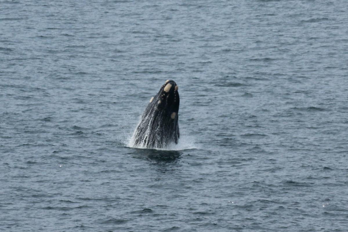 hermanus southafrica whale exploringafrica safariadv romina facchi