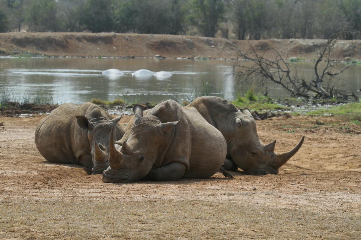 rhinos hlane swaziland