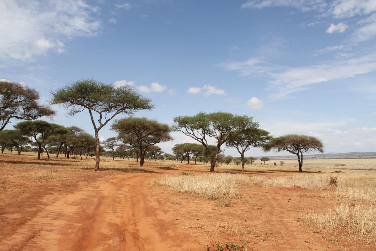 exploringafrica safariadv romina facchi tanzania