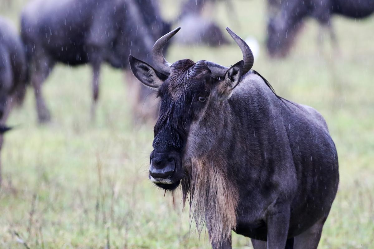 gnu exploringafrica safariadv romina facchi travel ngorongoro