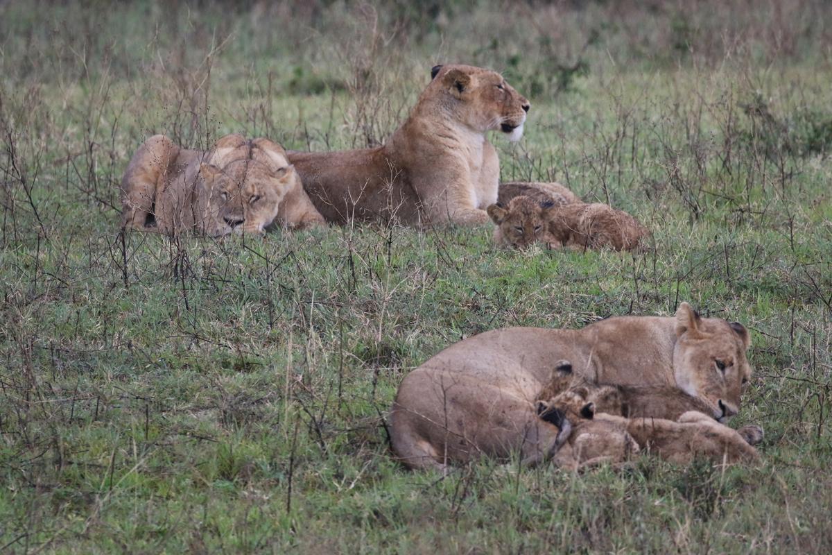 lion exploringafrica safariadv romina facchi ngorongoro africa travel