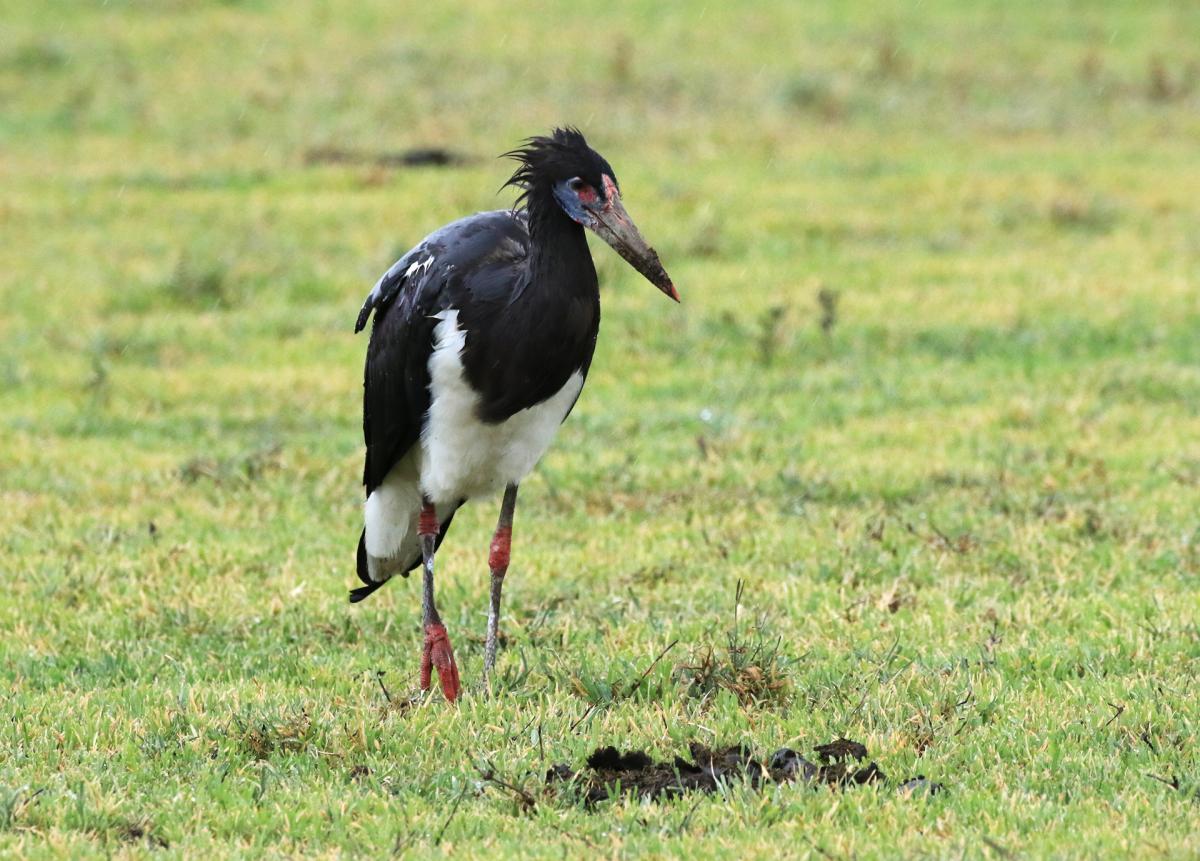 exploringafrica safariadv romina facchi ngorongoro africa travel