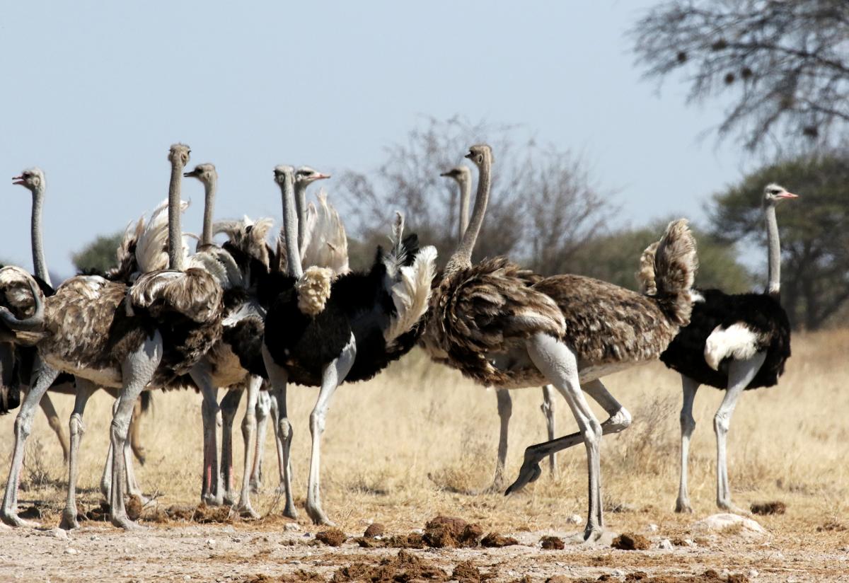 exploringafrica safariadv romina facchi