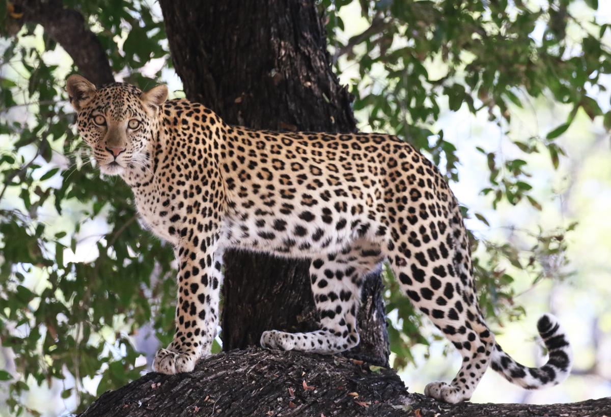 botswana exploringafrica SafariADV leopard wildlife moremi luxury