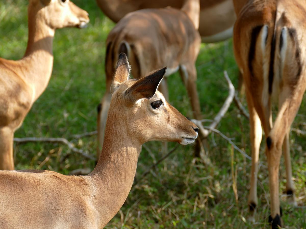 isimangaliso impala