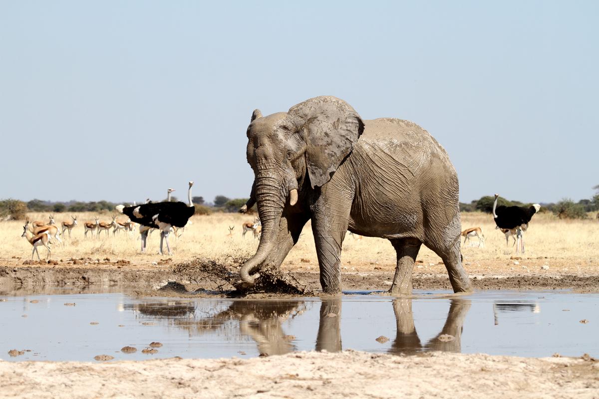 botswana elephant waterhole nxai pan rominafacchi safriadv exploringafrica travel viaggi