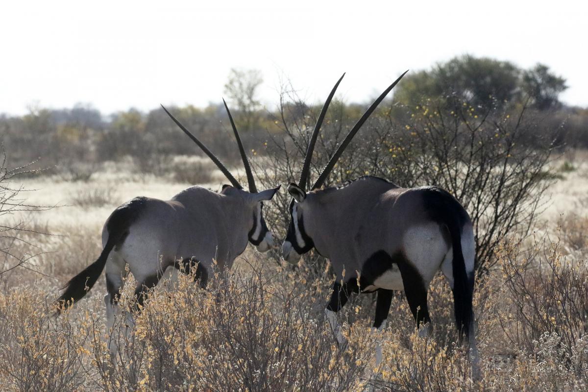 botswana kalahari safariadv exploringafrica 