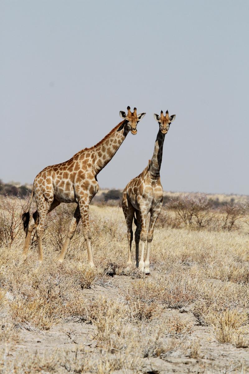 botswana kalahari exploringafrica safariadv giraffe