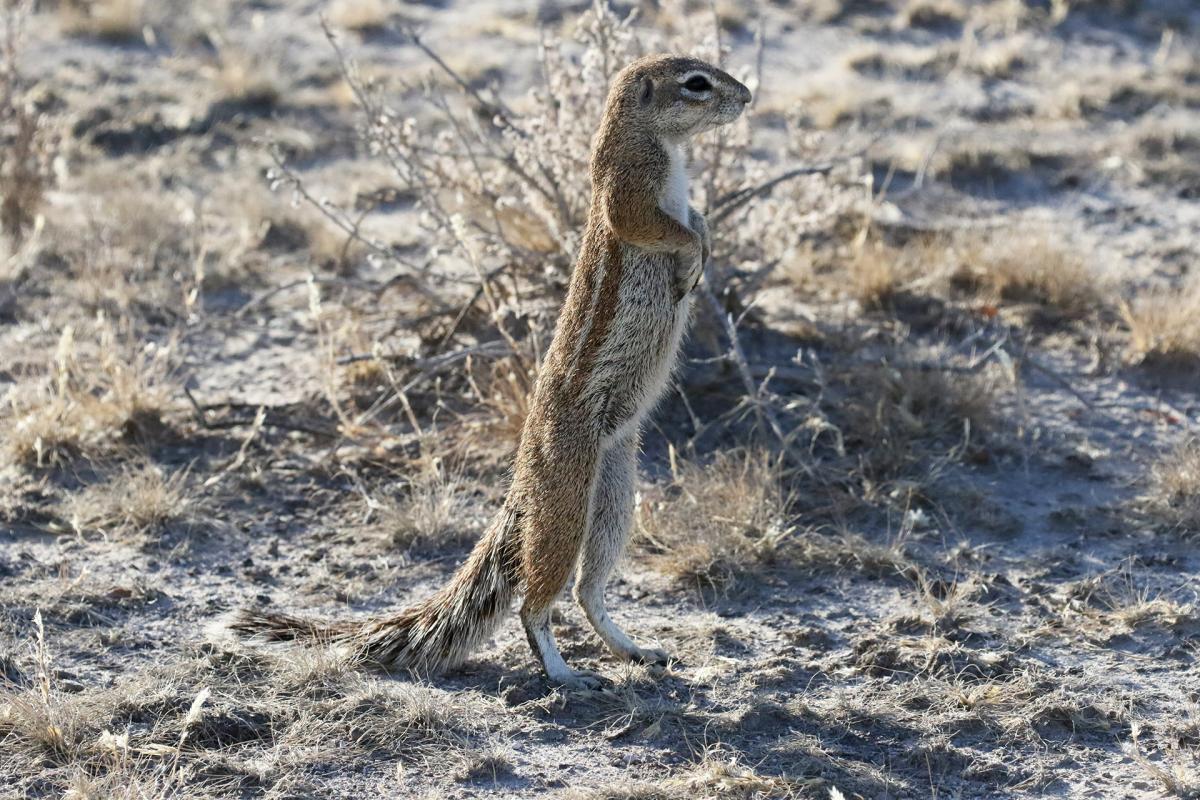 botswana kalahari safariadv exploringafrica 